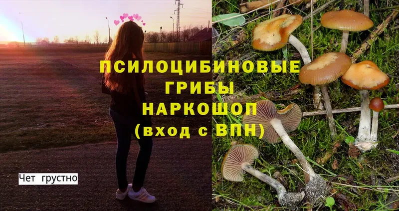 Псилоцибиновые грибы Cubensis  купить наркотик  Новоульяновск 